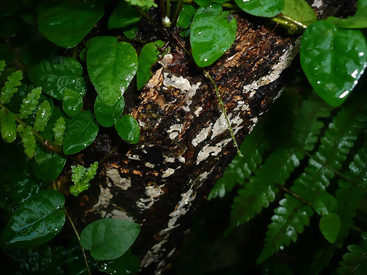 Clavulicium vinososcabens (Clavulicium vinososcabens) — photo mycologique