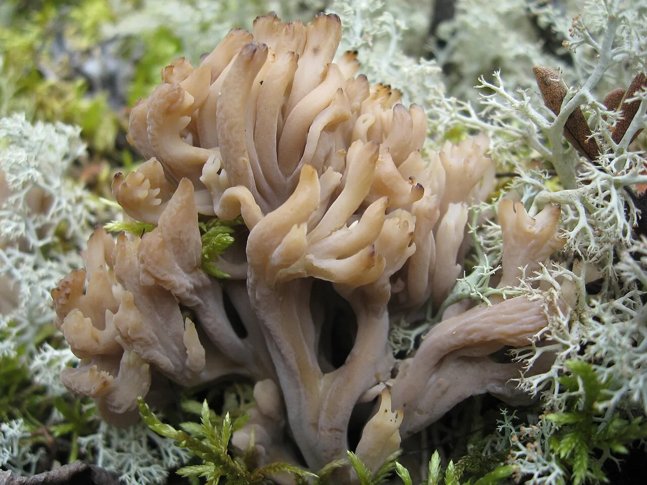 Clavulina coralloides (Clavulina coralloides) — photo mycologique
