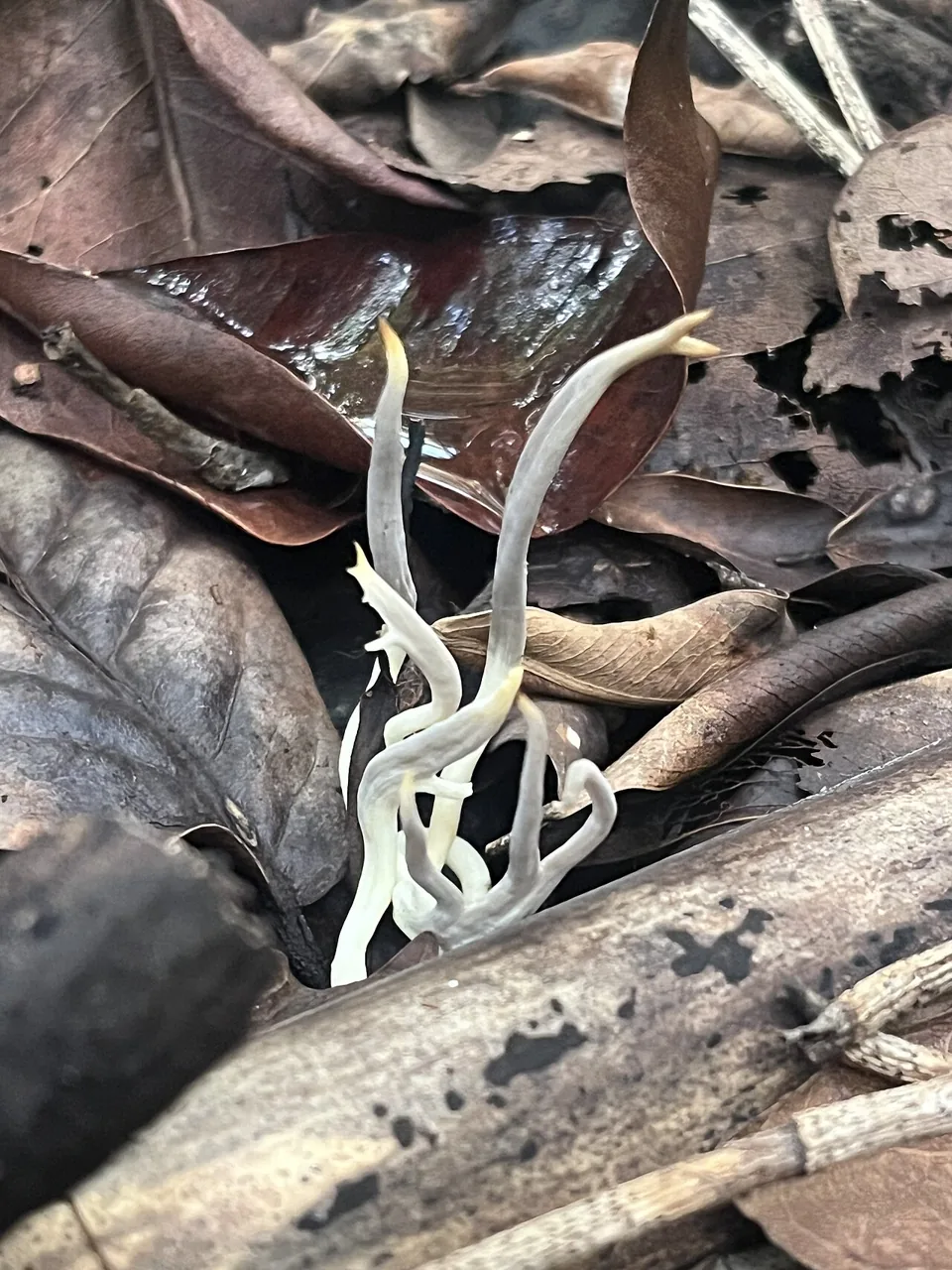 Clavulina floridana (Clavulina floridana) — photo mycologique