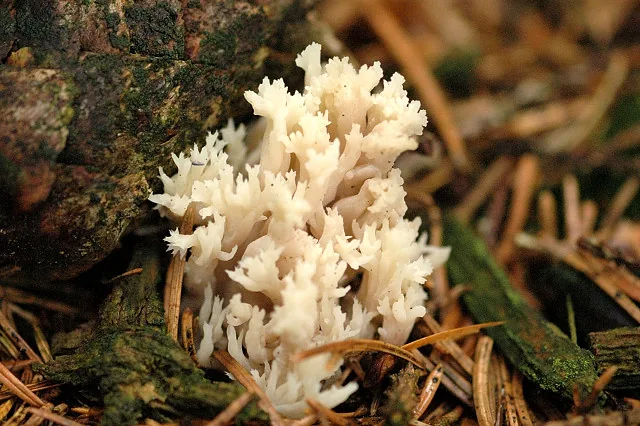 Clavulina mussooriensis (Clavulina mussooriensis) — photo mycologique