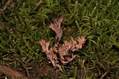 Clavulina vinaceocervina (Clavulina vinaceocervina) — photo mycologique