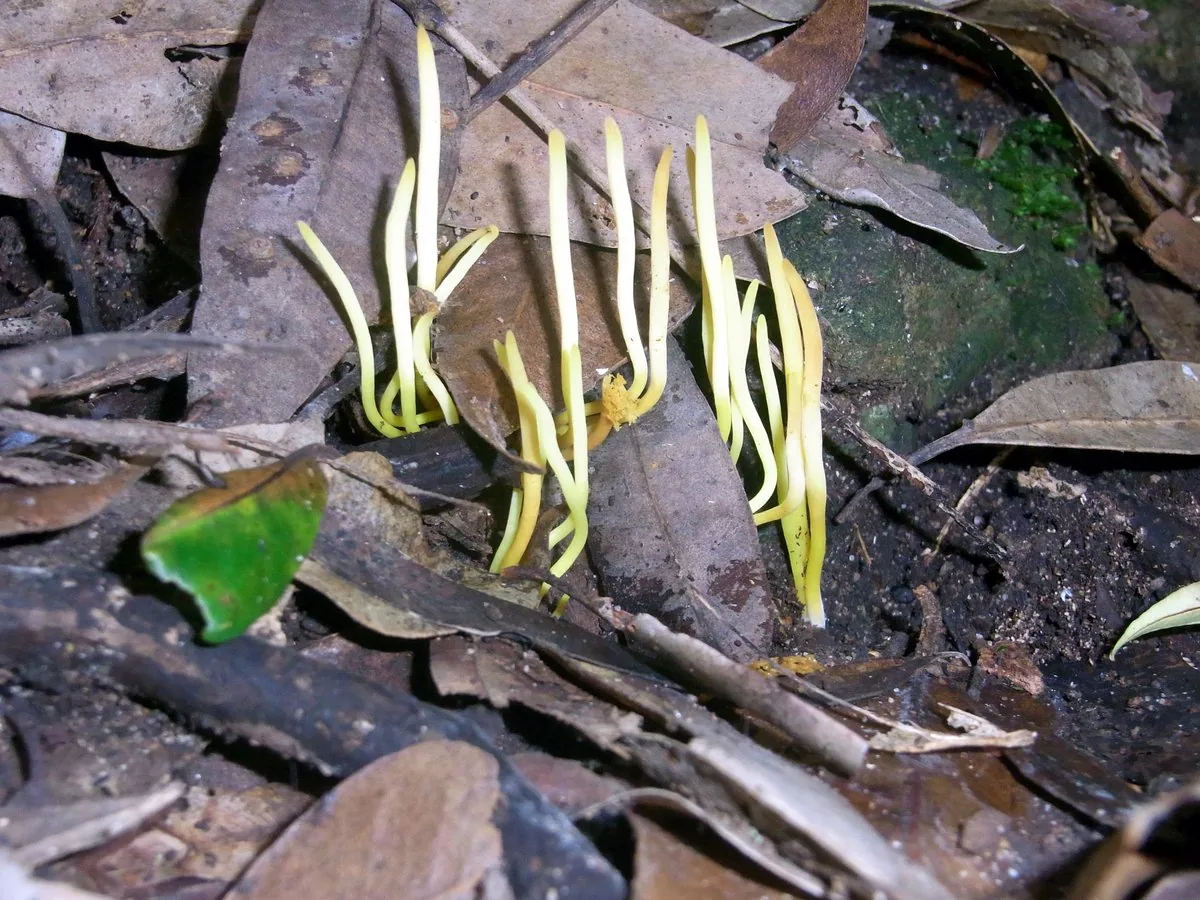 Clavulinopsis amoena (Clavulinopsis amoena) — photo mycologique