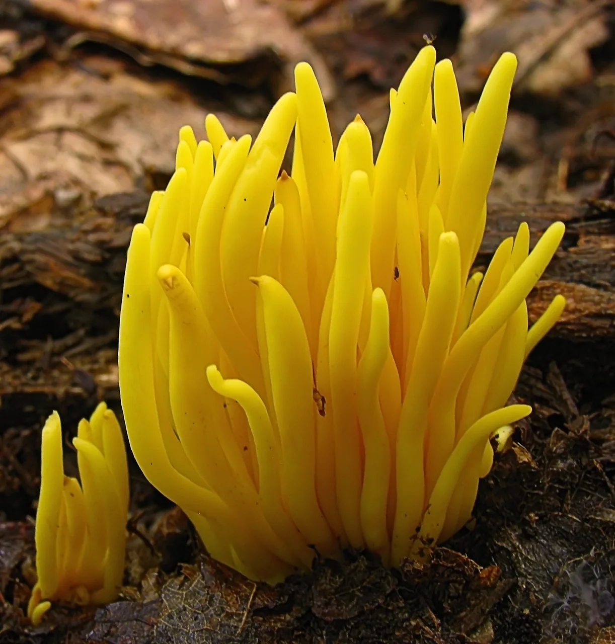 Clavulinopsis fusiformis (Clavulinopsis fusiformis) — photo mycologique
