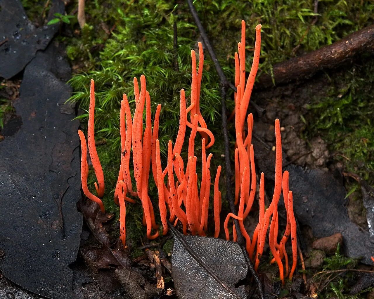 Clavulinopsis lingula (Clavulinopsis lingula) — photo mycologique
