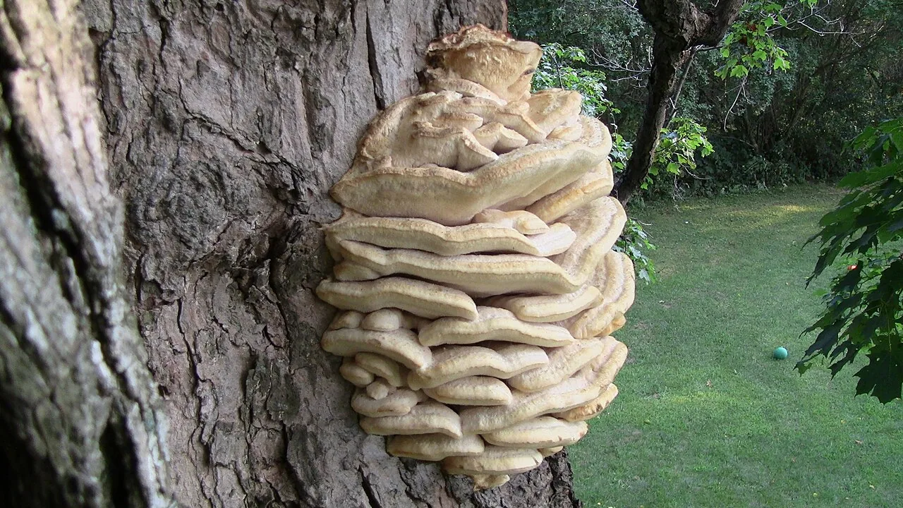 Climacodon sanguineus (Climacodon sanguineus) — photo mycologique