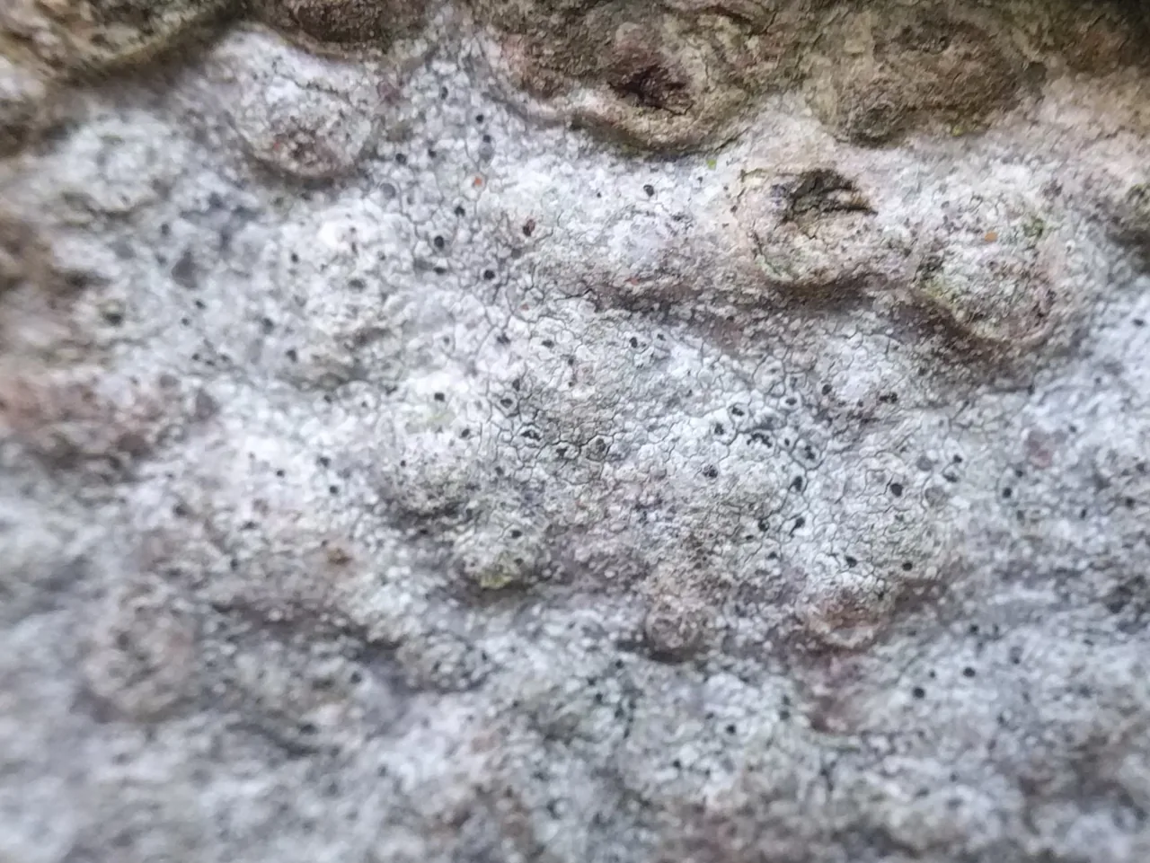 Cliostomum leprosum (Cliostomum leprosum) — photo mycologique
