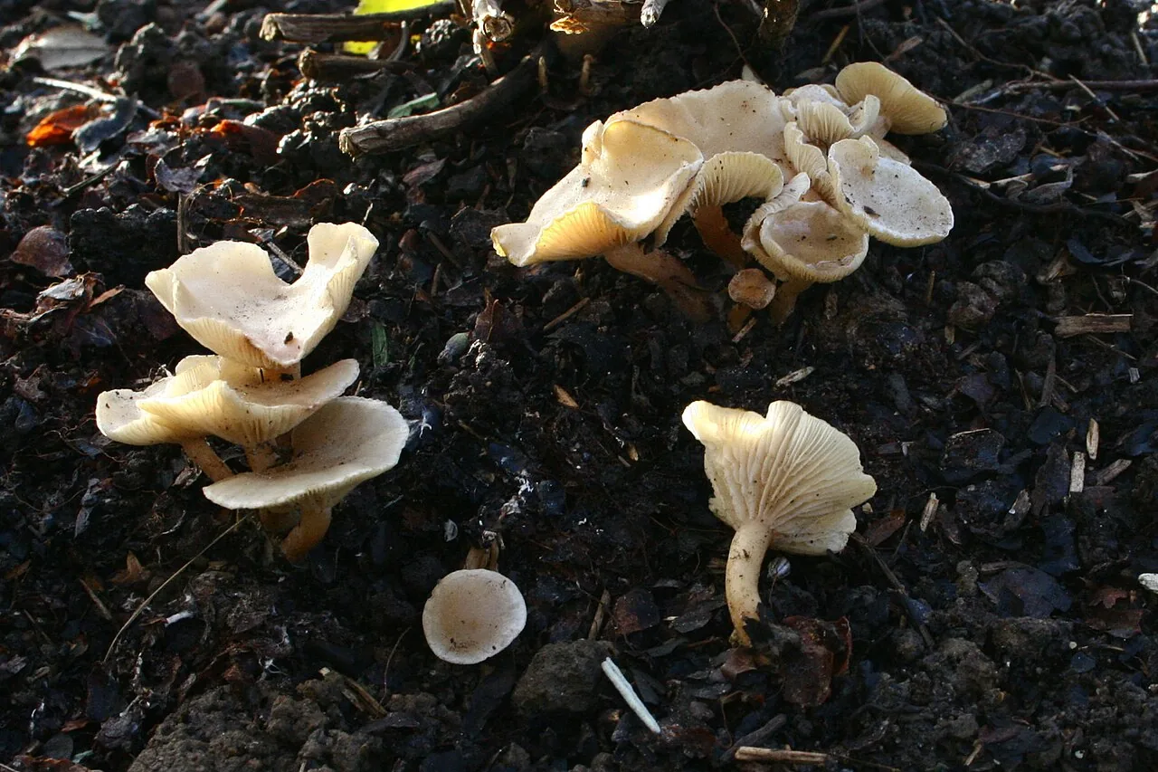 Clitocybe agrestis (Clitocybe agrestis) — photo mycologique