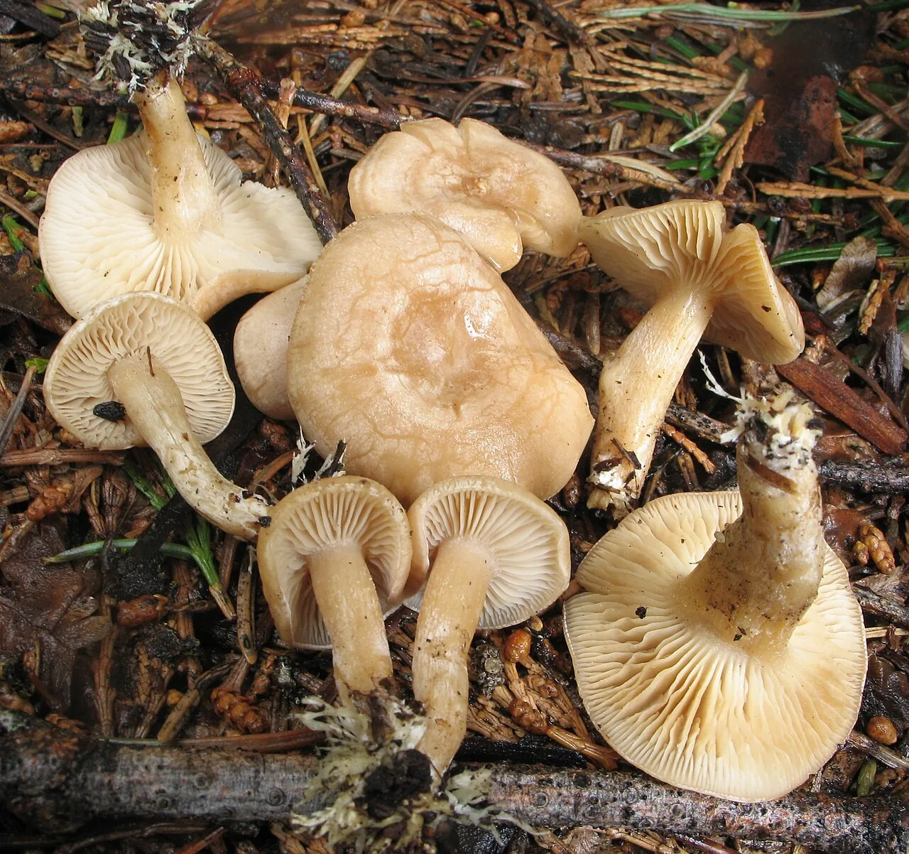 Clitocybe albirhiza (Clitocybe albirhiza) — photo mycologique