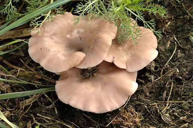 Clitocybe amarescens (Clitocybe amarescens) — photo mycologique