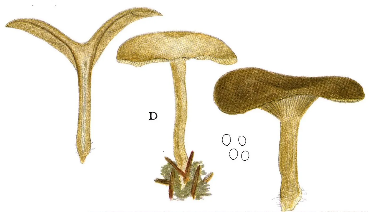 Clitocybe brumalis (Clitocybe brumalis) — photo mycologique