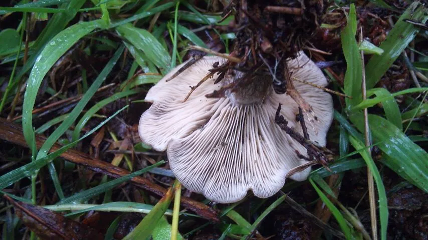 Clitocybe eucalyptorum (Clitocybe eucalyptorum) — photo mycologique