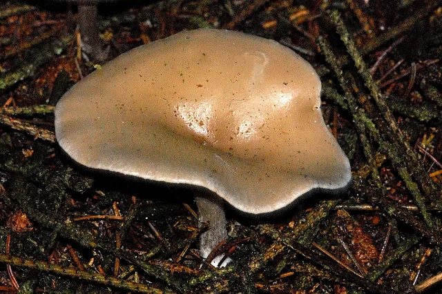 Clitocybe farcta (Clitocybe farcta) — photo mycologique
