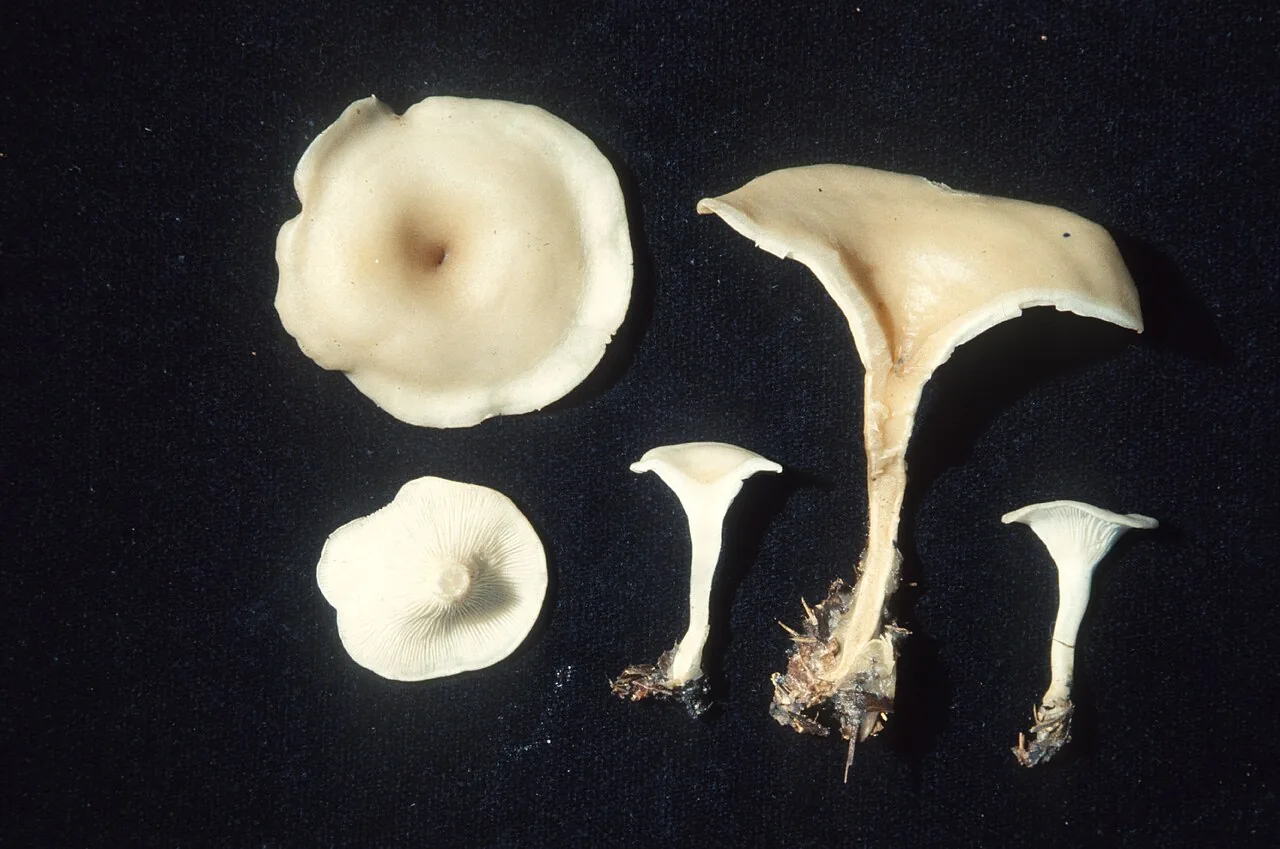 Clitocybe hydrogramma (Clitocybe hydrogramma) — photo mycologique