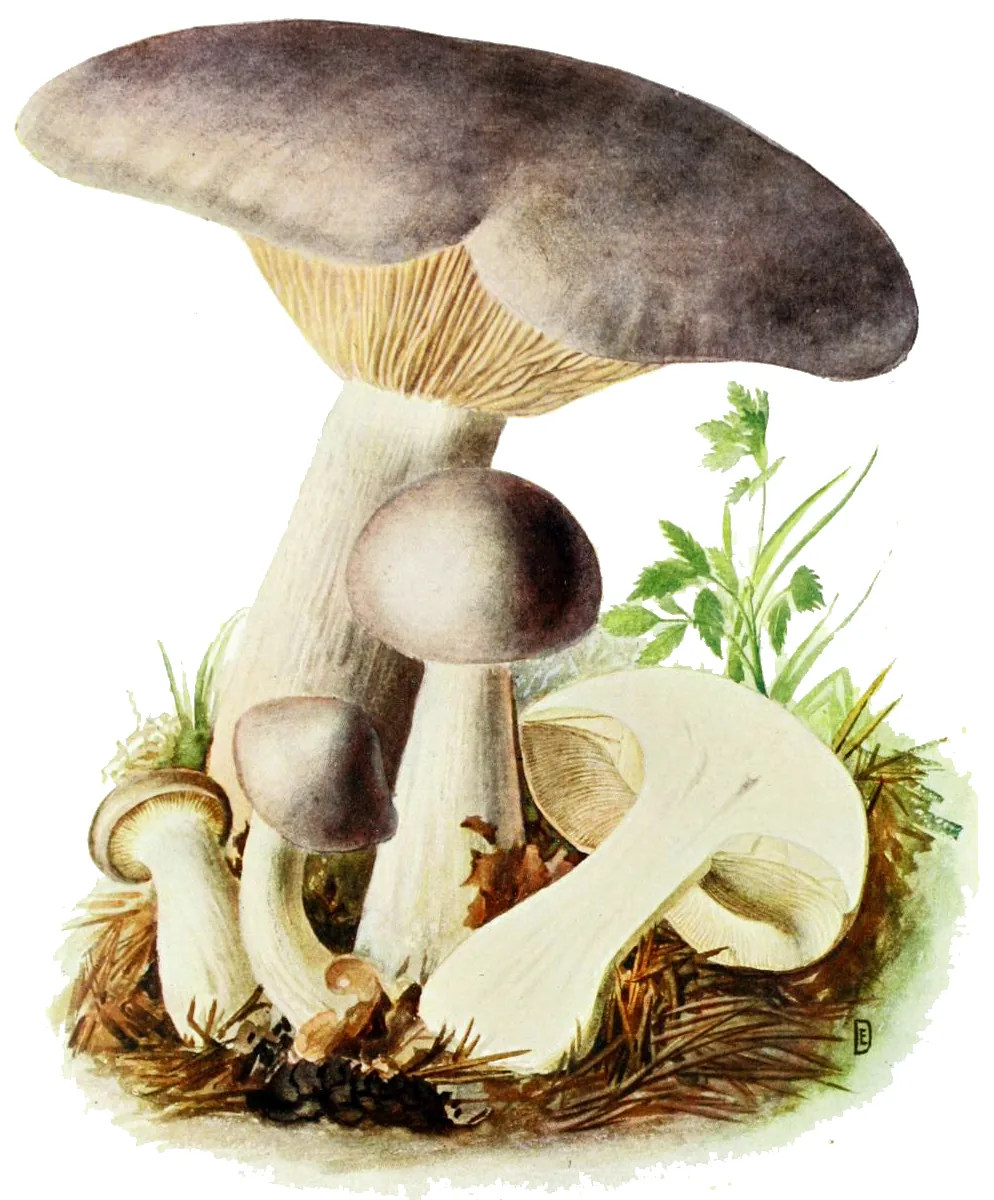 Clitocybe incisa (Clitocybe incisa) — photo mycologique