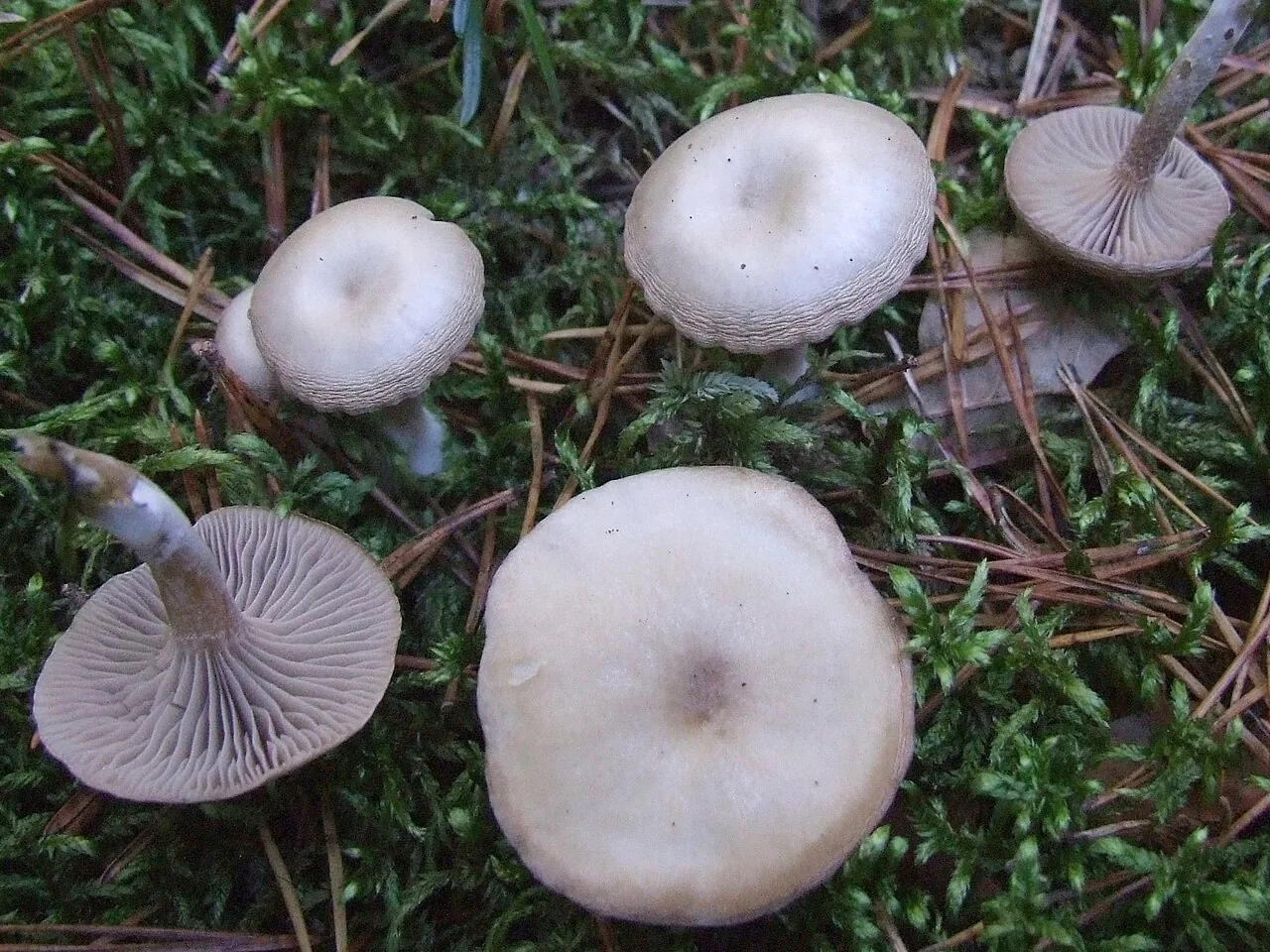 Clitocybe metachroa (Clitocybe metachroa) — photo mycologique