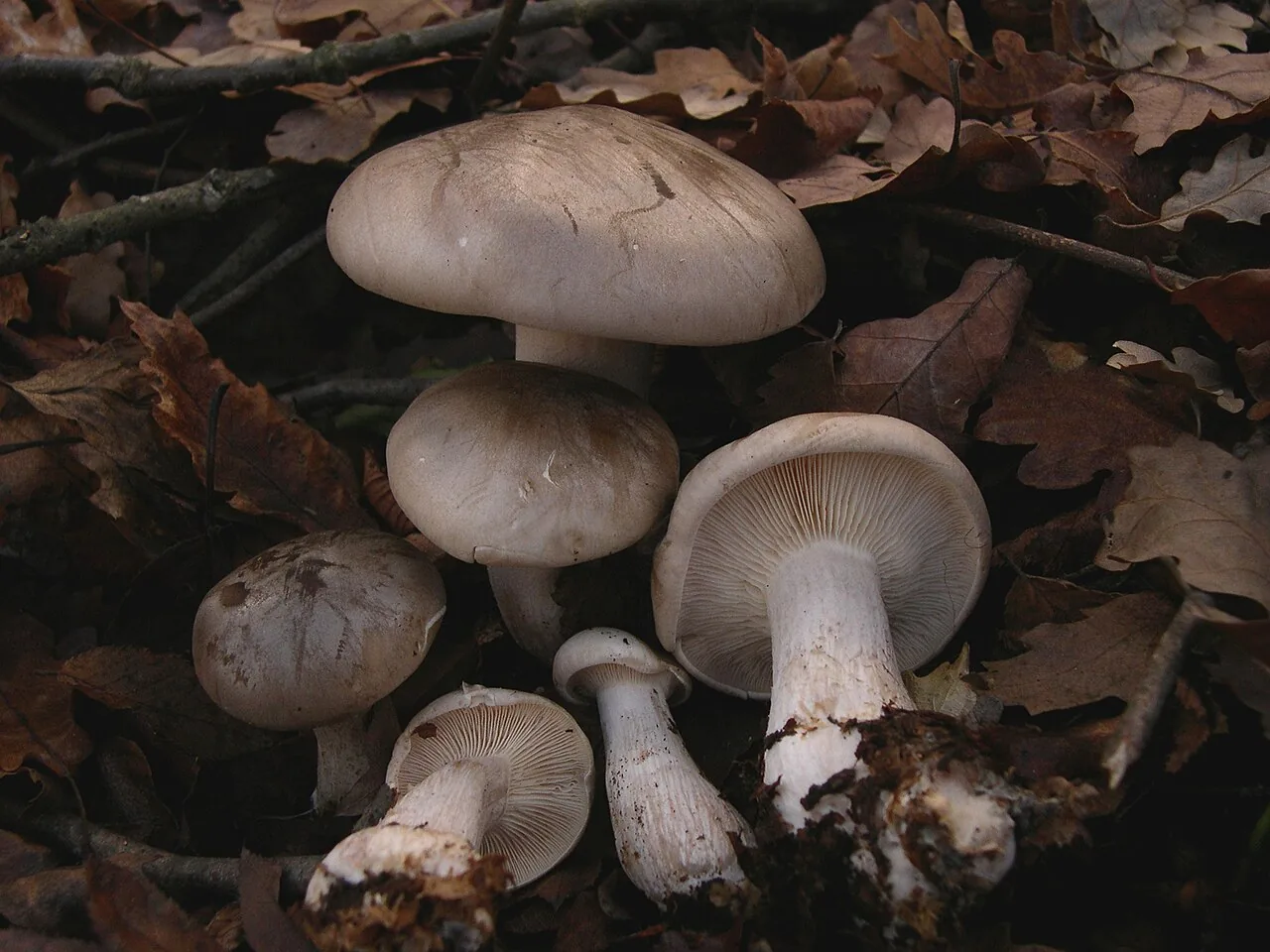 Clitocybe nebularis (Clitocybe nebularis) — photo mycologique