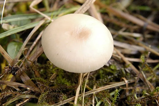 Clitocybe obsoleta (Clitocybe obsoleta) — photo mycologique