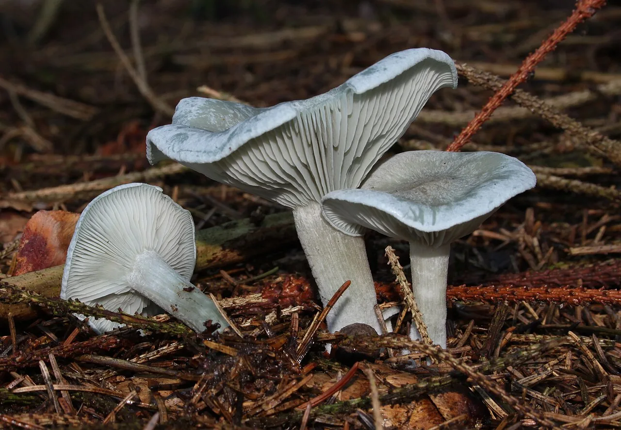 Clitocybe odora (Clitocybe odora) — photo mycologique