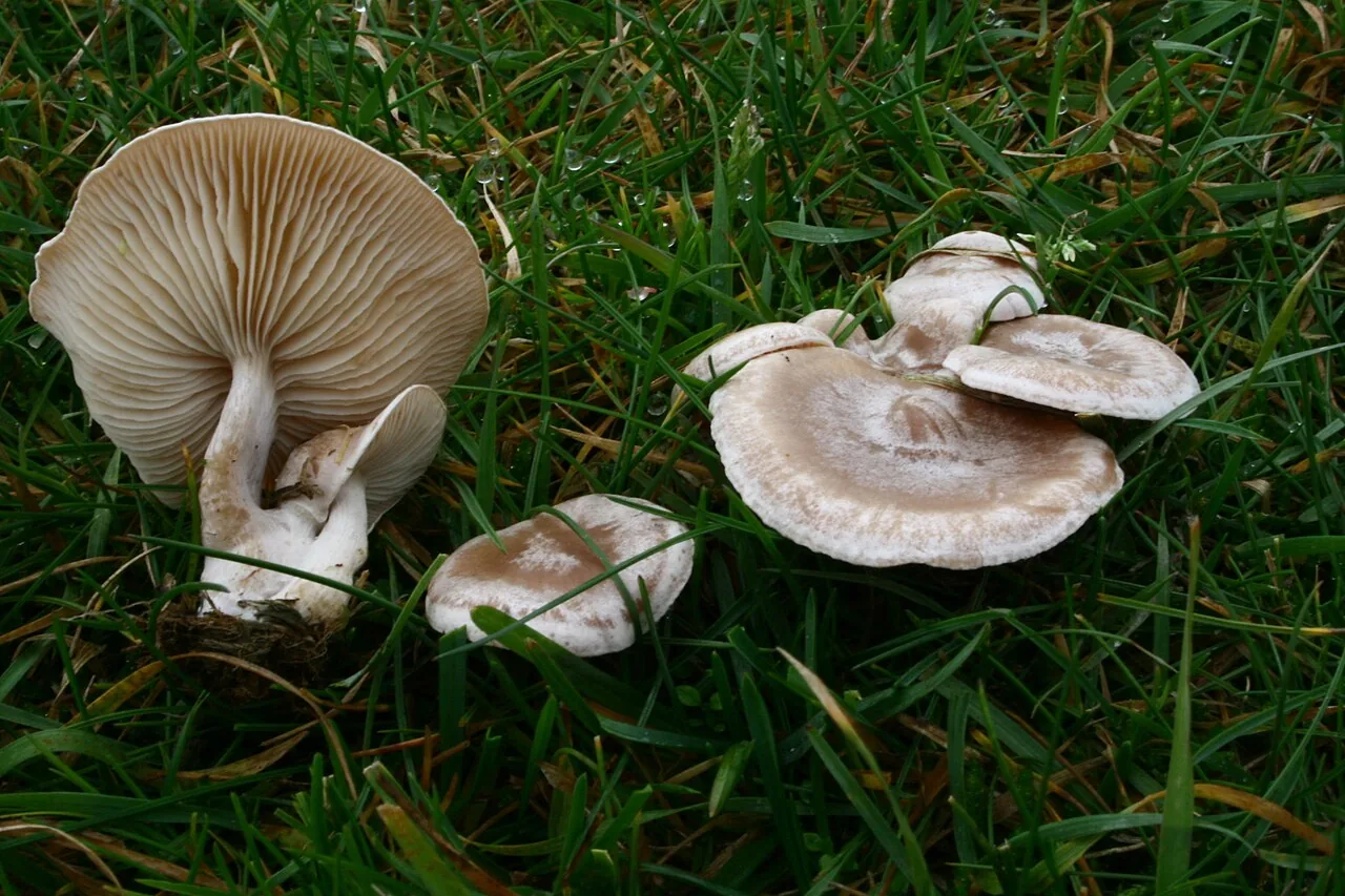 Clitocybe rivulosa (Clitocybe rivulosa) — photo mycologique