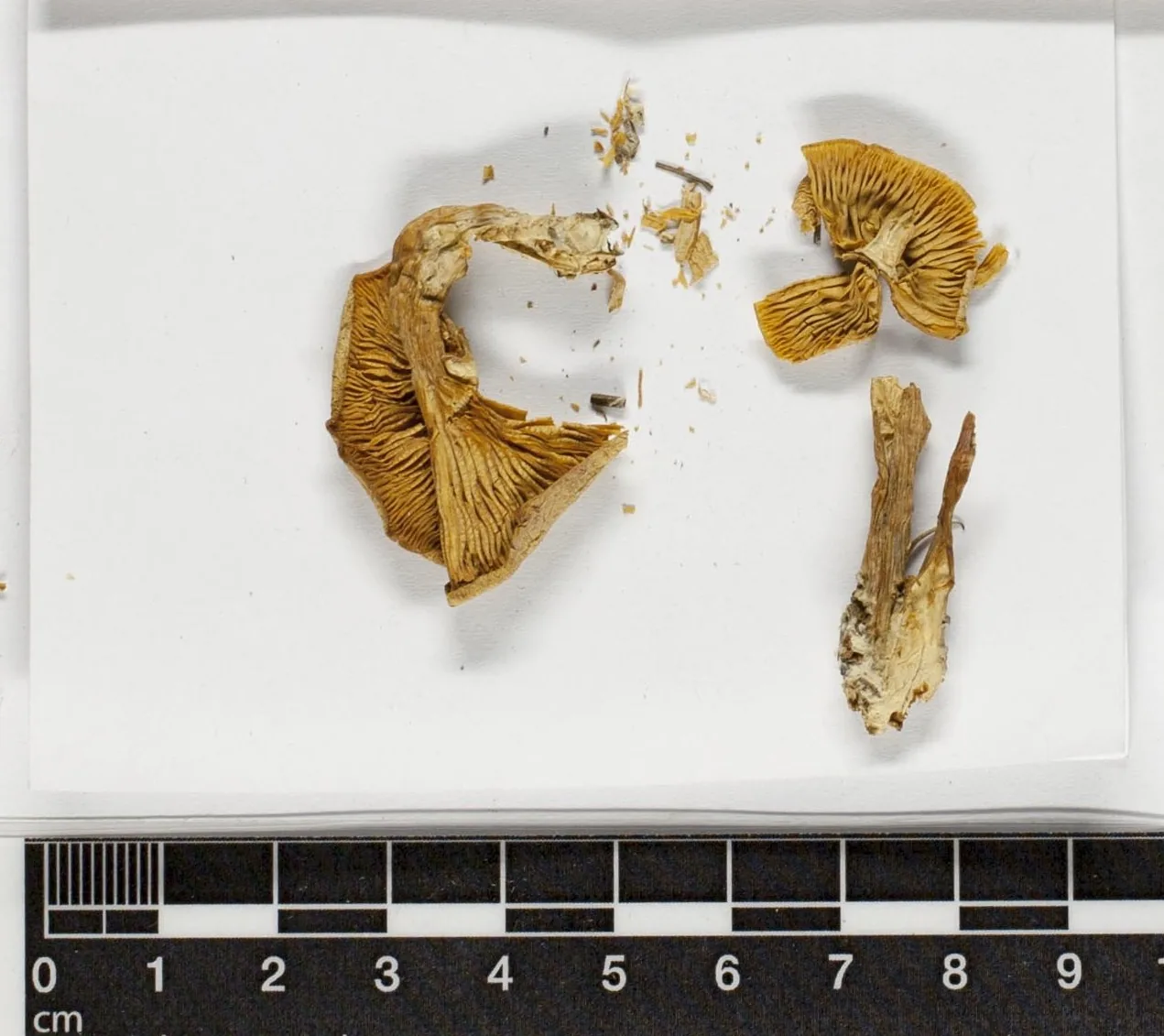 Clitocybe rufuloalutacea (Clitocybe rufuloalutacea) — photo mycologique