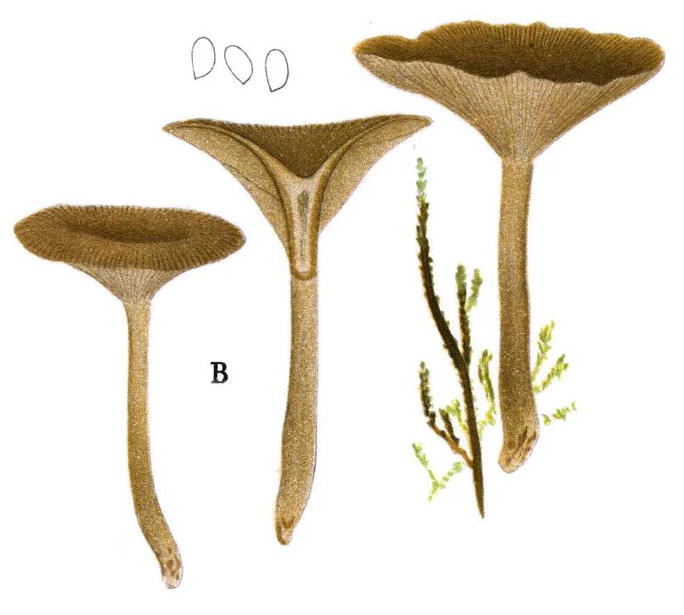 Clitocybe subcordispora (Clitocybe subcordispora) — photo mycologique