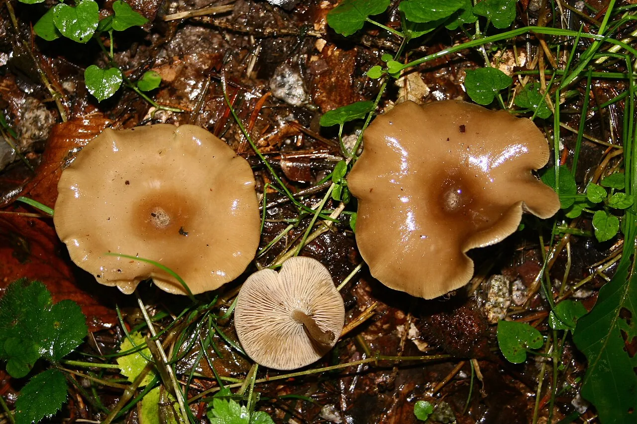 Clitocybe umbilicata (Clitocybe umbilicata) — photo mycologique
