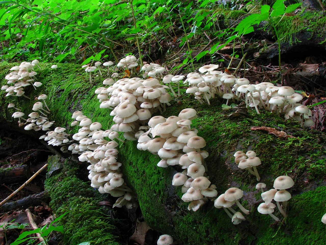 Clitocybula oculata (Clitocybula oculata) — photo mycologique