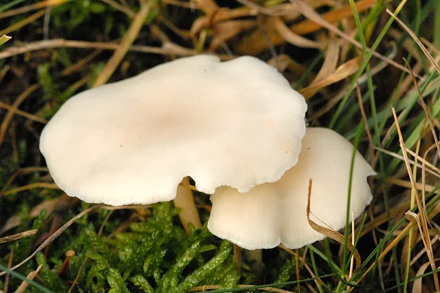Clitopilus scyphoides (Clitopilus scyphoides) — photo mycologique