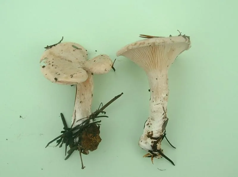 Clitopilus squamulosus (Clitopilus squamulosus) — photo mycologique
