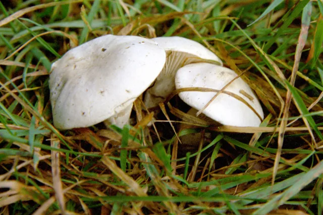 Clitopilus subscyphoides (Clitopilus subscyphoides) — photo mycologique
