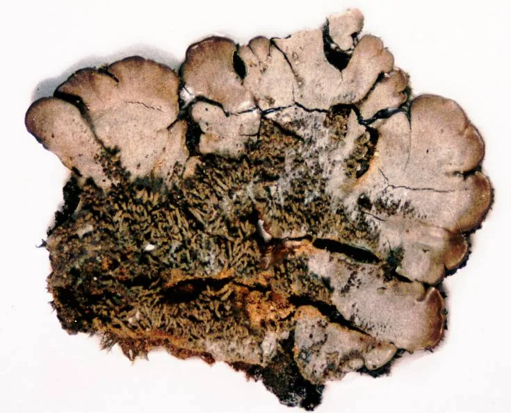Coccocarpia glaucina (Coccocarpia glaucina) — photo mycologique