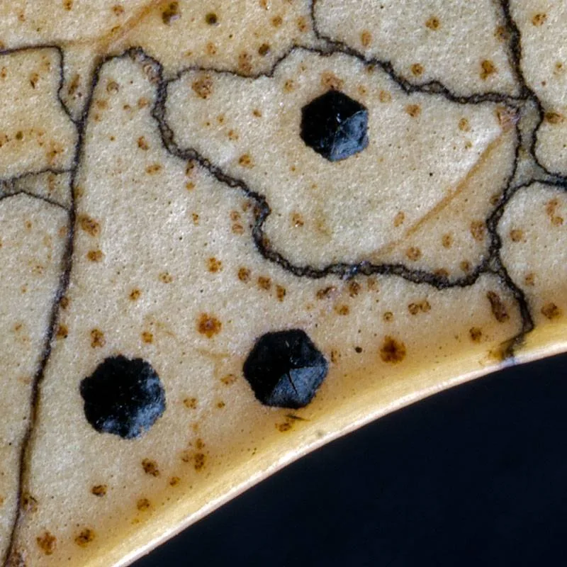 Coccomyces phyllocladi (Coccomyces phyllocladi) — photo mycologique
