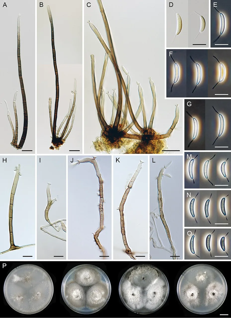 Codinaea siamensis (Codinaea siamensis) — photo mycologique