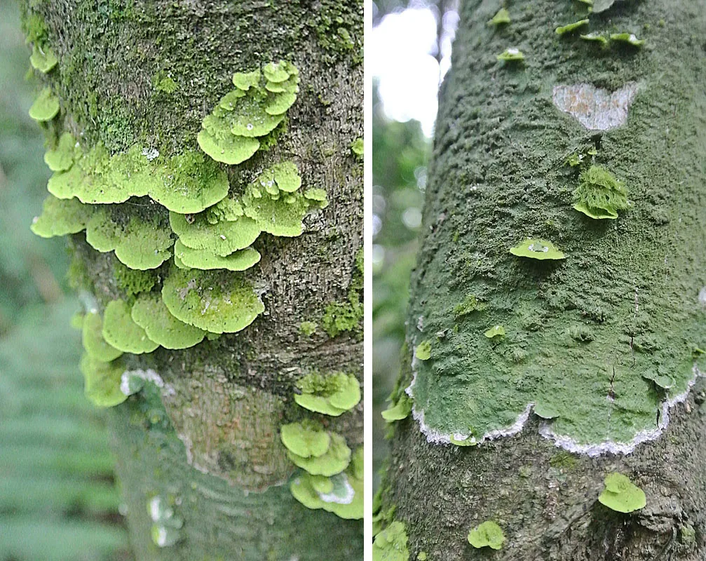 Coenogonium fallaciosum (Coenogonium fallaciosum) — photo mycologique