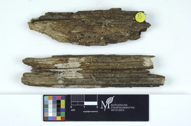 Colacogloea philyla (Colacogloea philyla) — photo mycologique