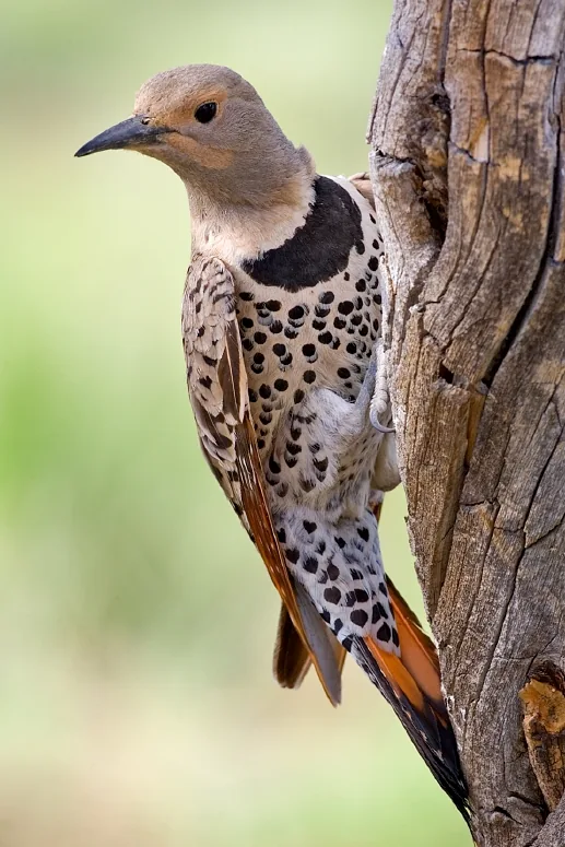 Pic flamboyant (Colaptes auratus) — photo vertébré