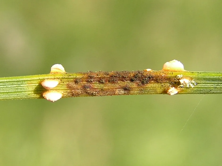 Coleosporium cacaliae (Coleosporium cacaliae) — photo mycologique