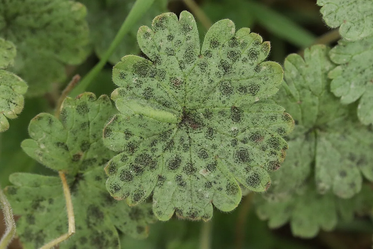 Coleroa circinans (Coleroa circinans) — photo mycologique