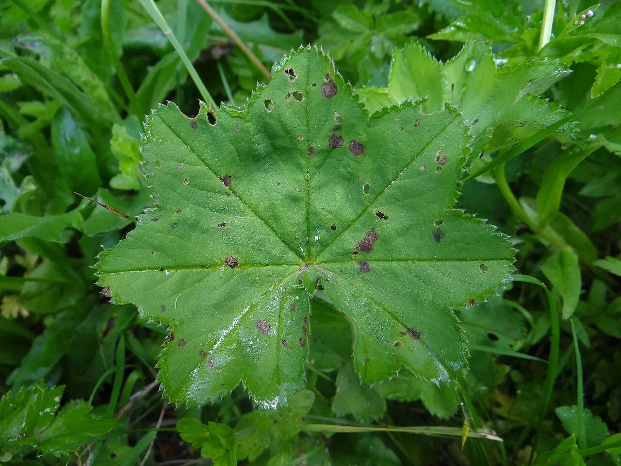 Coleroa rubicola (Coleroa rubicola) — photo mycologique