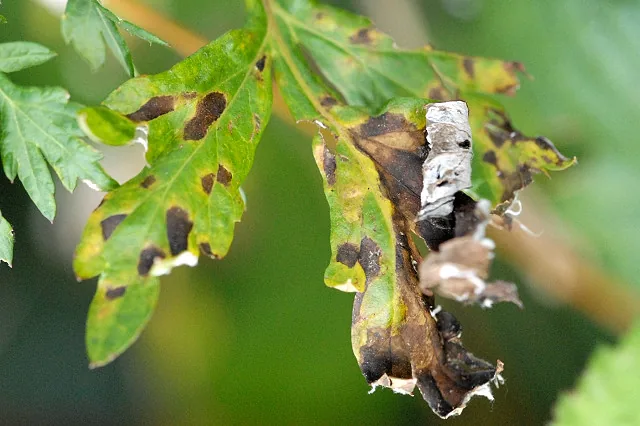 Collarispora valgourgensis (Collarispora valgourgensis) — photo mycologique
