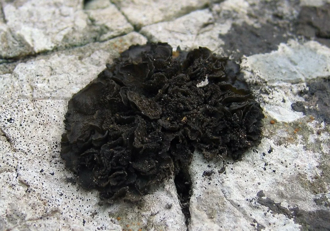 Collema actinoptychum (Collema actinoptychum) — photo mycologique