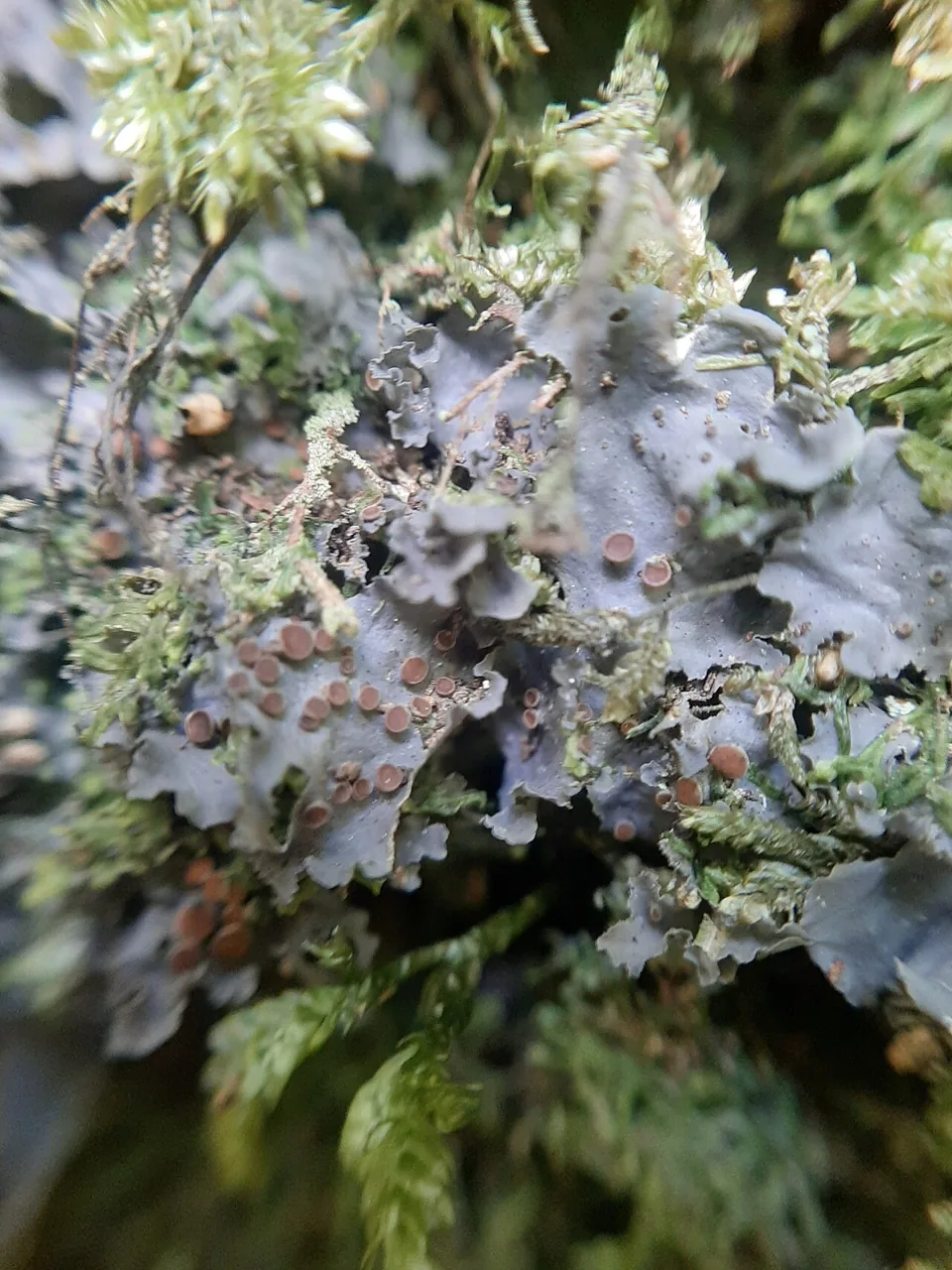Collema subconveniens (Collema subconveniens) — photo mycologique