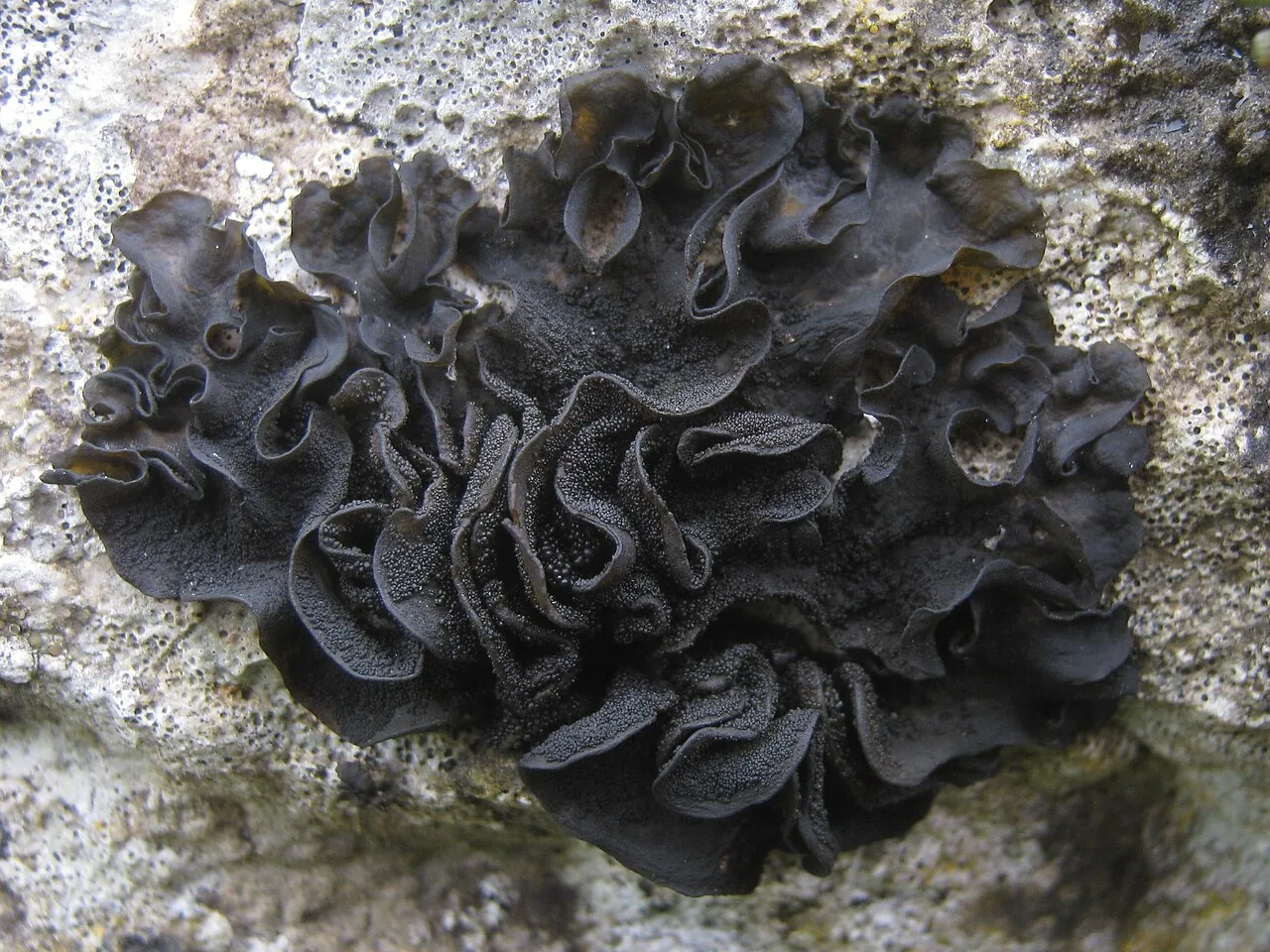 Collema subflaccidum (Collema subflaccidum) — photo mycologique
