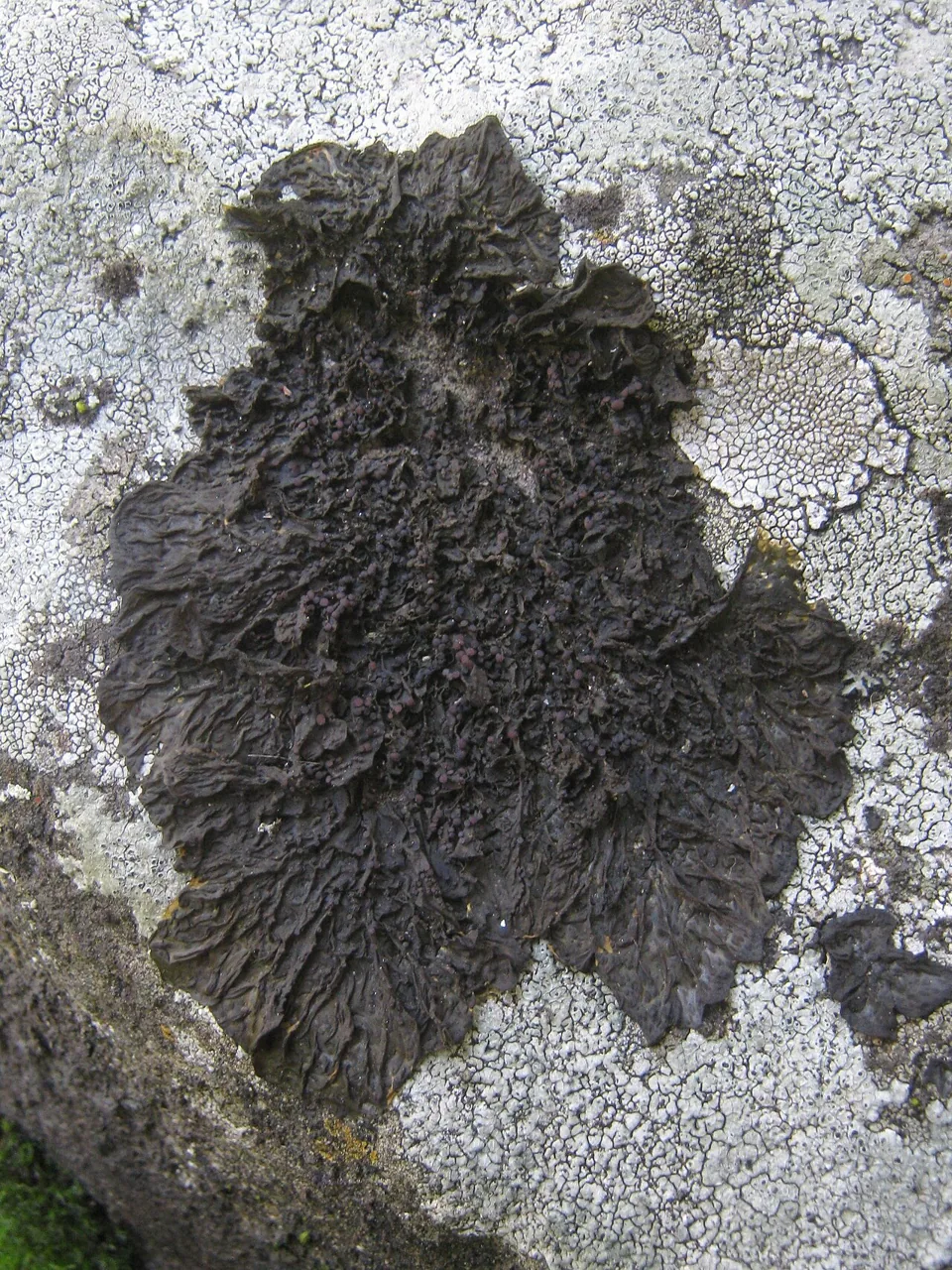 Collema subnigrescens (Collema subnigrescens) — photo mycologique