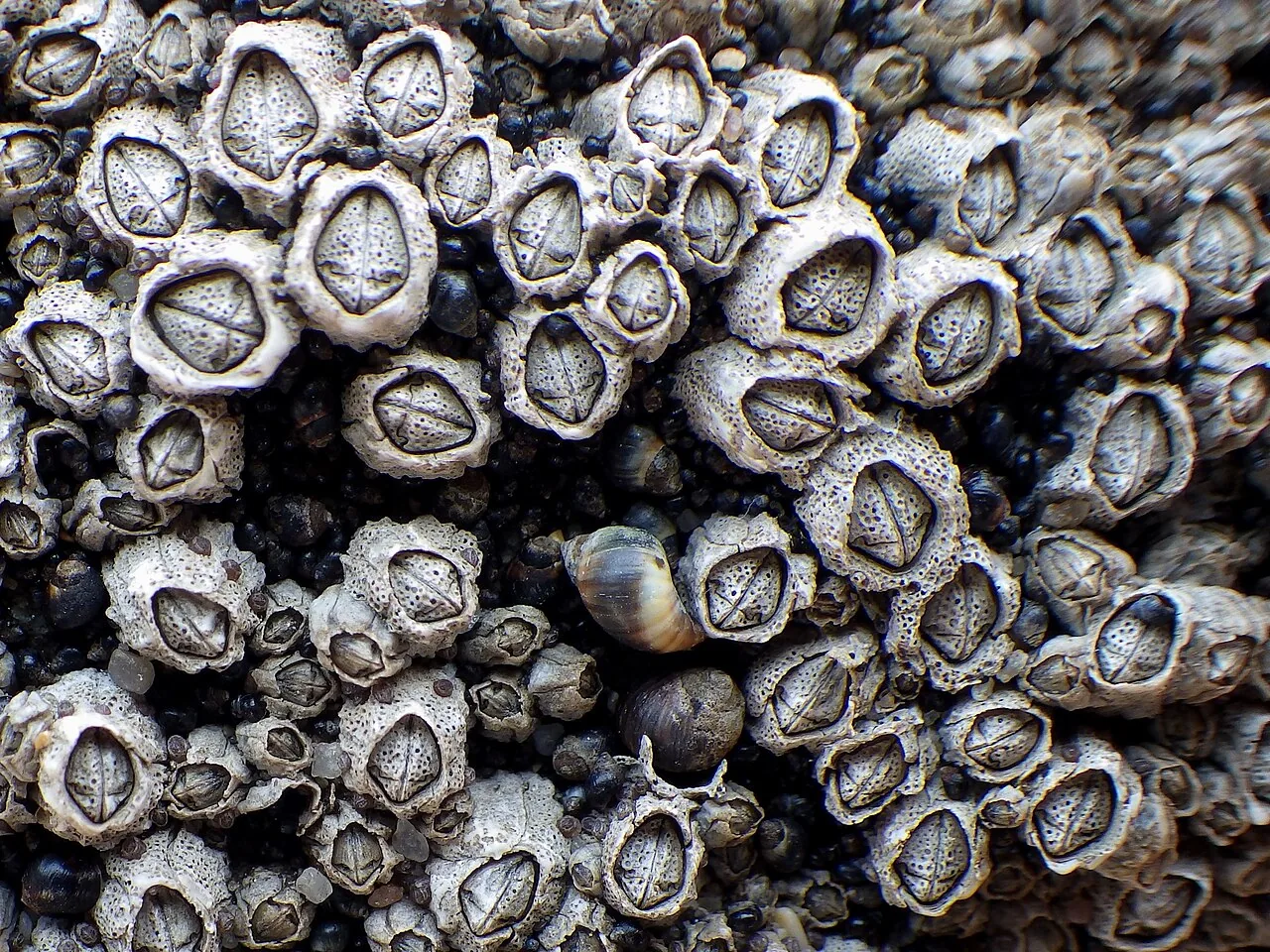 Collemopsidium cephalodiorum (Collemopsidium cephalodiorum) — photo mycologique