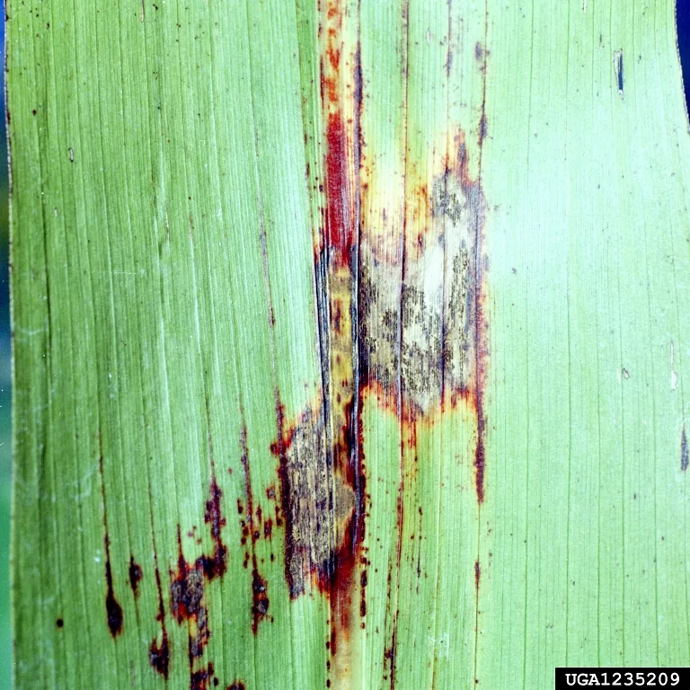 Colletotrichopsis mutica (Colletotrichopsis mutica) — photo mycologique