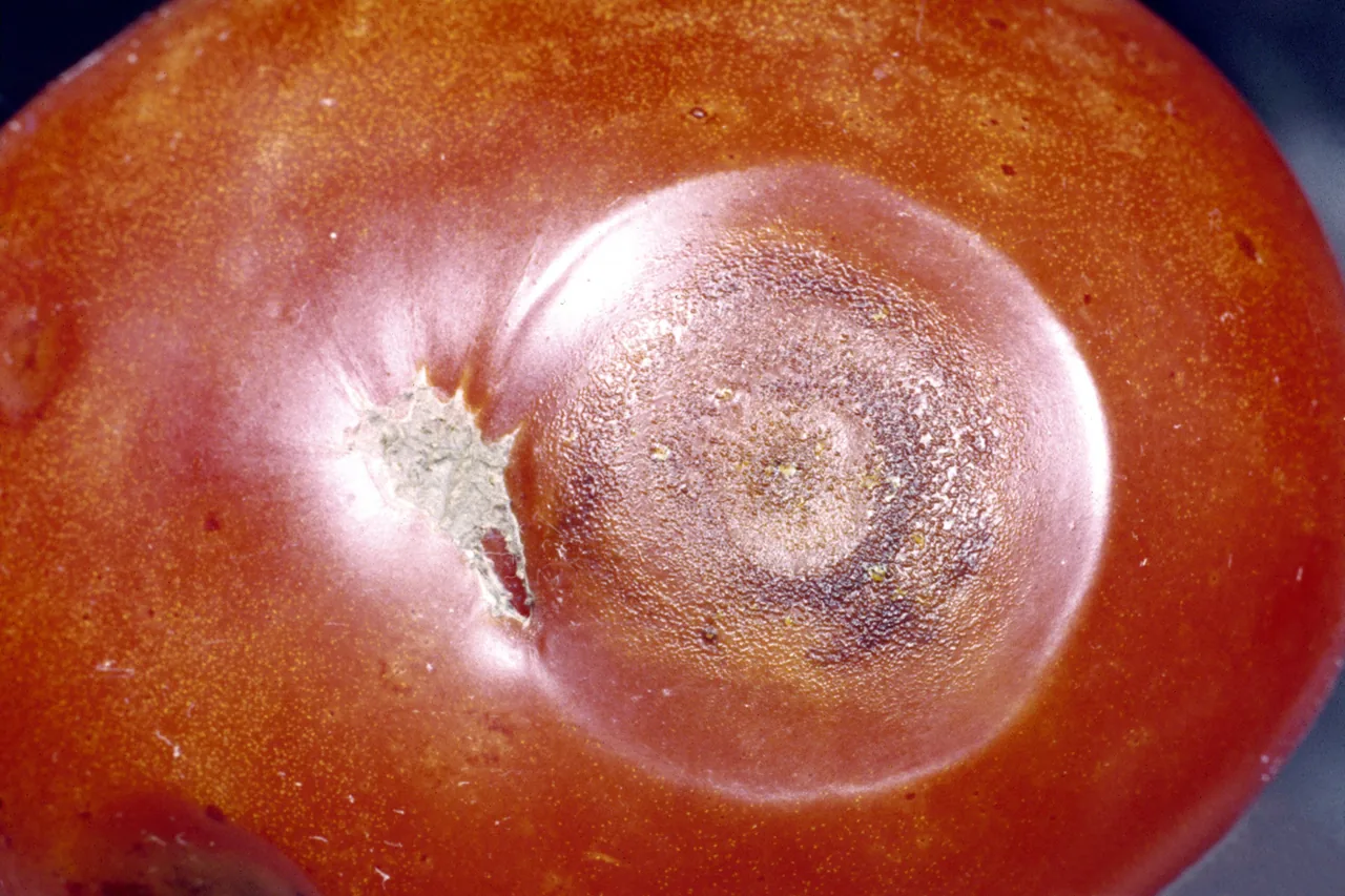 Colletotrichum elasticae (Colletotrichum elasticae) — photo mycologique