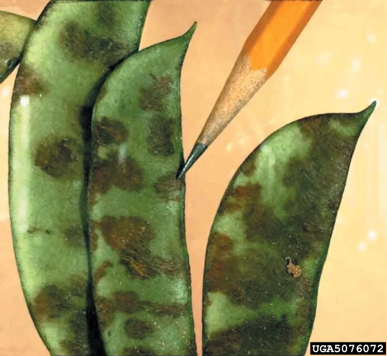 Colletotrichum hederae (Colletotrichum hederae) — photo mycologique