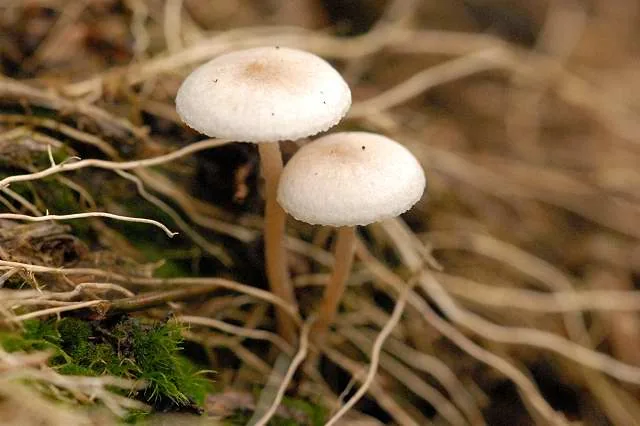 Collybia aurantiella (Collybia aurantiella) — photo mycologique