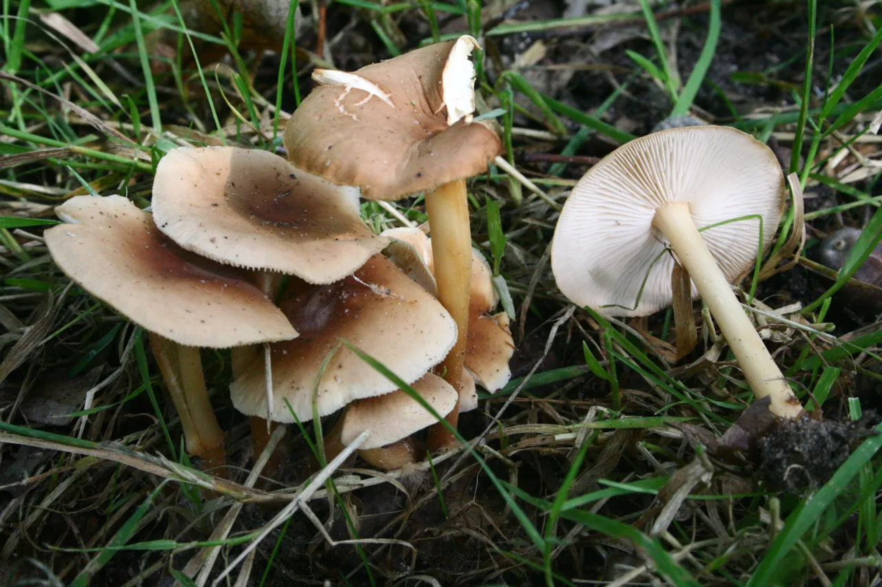 Collybia incrustata (Collybia incrustata) — photo mycologique